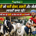 सोकत, जखराना और बरबरी
