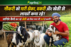 सोकत, जखराना और बरबरी