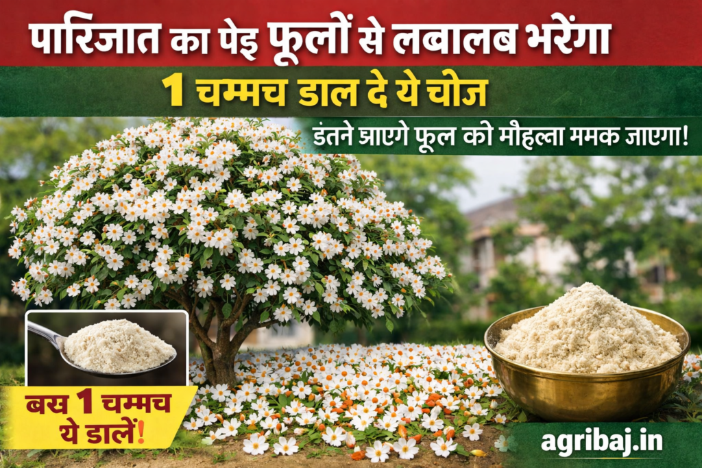 Firefly gpt image पारिजात का पेड़ फूलों से लबालब भरेगा 1 चम्मच डाल दे ये चीज इतने आएंगे फूल की मोहल्ला 417053
