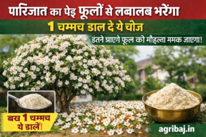 Firefly gpt image पारिजात का पेड़ फूलों से लबालब भरेगा 1 चम्मच डाल दे ये चीज इतने आएंगे फूल की मोहल्ला 417053