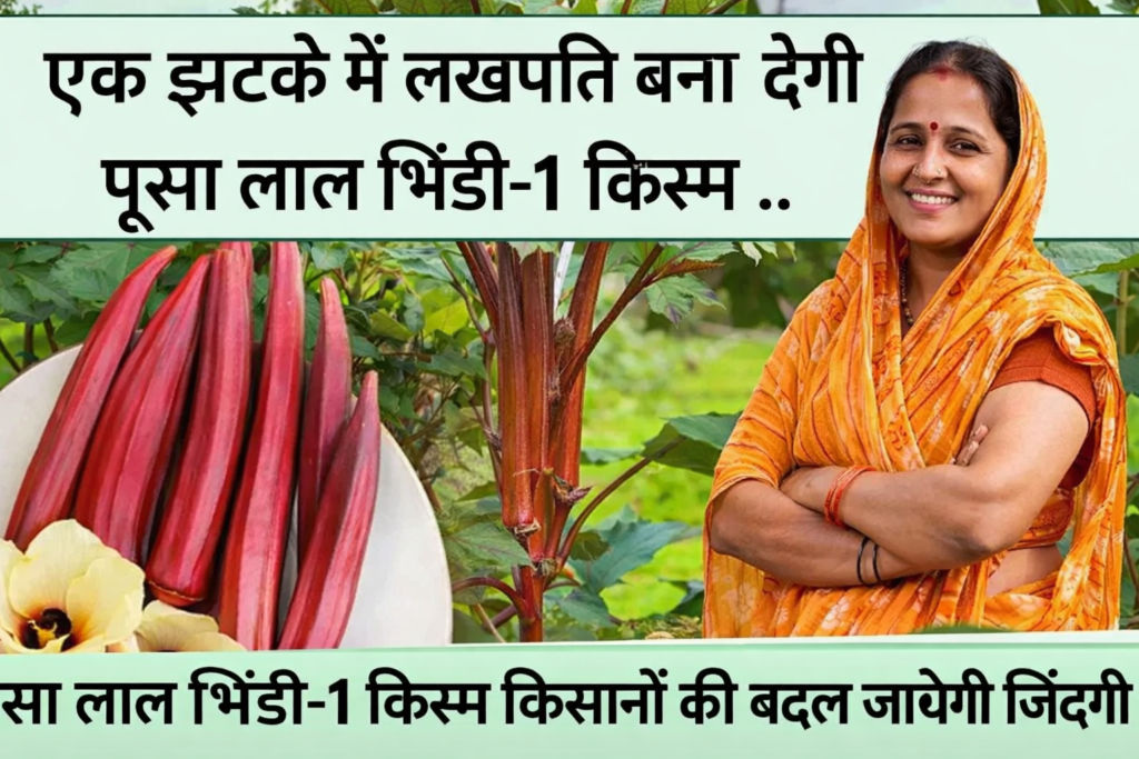 एक झटके में लखपति बना देगी पूसा लाल भिंडी-1 किस्म, किसानों की बदल जायेगी जिंदगी 2 पूसा-लाल-भिंडी-