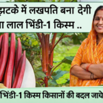 पूसा-लाल-भिंडी-