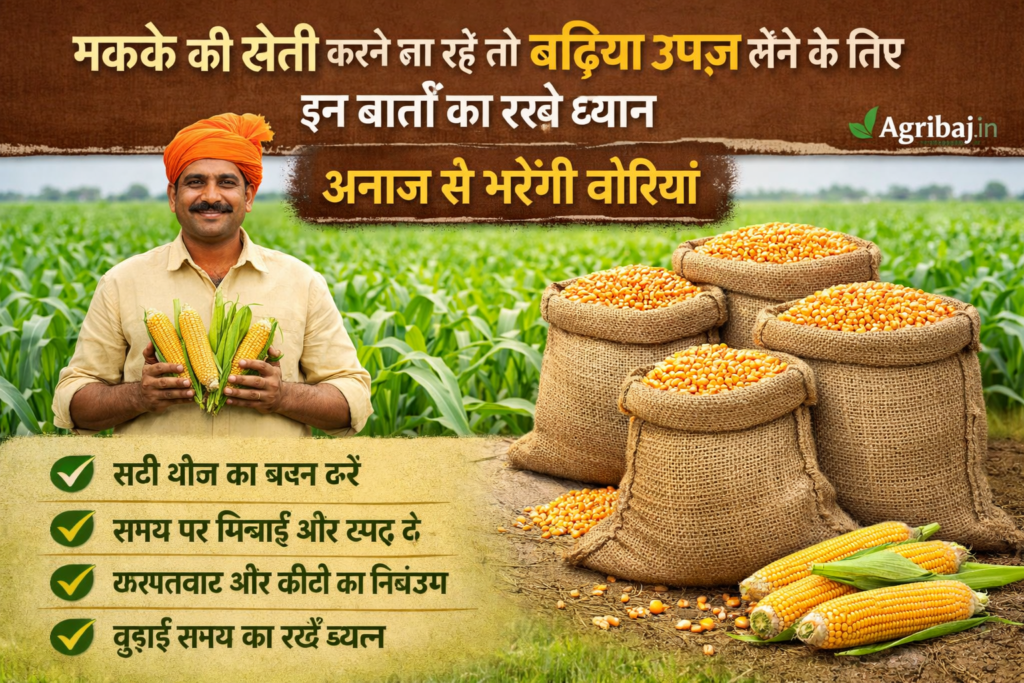 मक्के की खेती