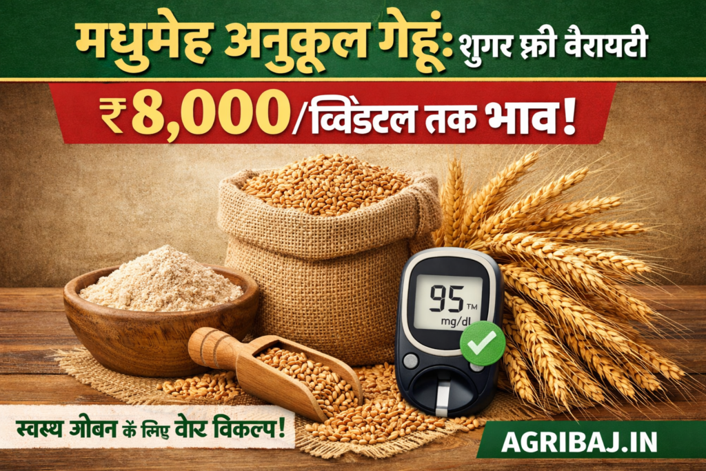 Firefly gpt image मधुमेह अनुकूल गेहूं शुगर फ्री वैरायटी ₹8000 क्विंटल तक भाव AGRIBAJ.IN 849039