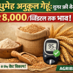 Firefly gpt image मधुमेह अनुकूल गेहूं शुगर फ्री वैरायटी ₹8000 क्विंटल तक भाव AGRIBAJ.IN 849039