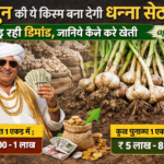 Firefly gpt image लहसुन की ये किस्म बना देगी धन्ना सेठ बढ़ रही डिमांड जानिये कैसे करें खेती और कितनी 417053