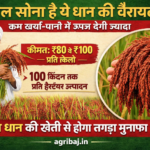 Firefly gpt image लाल सोना है ये धान की वैरायटी कम खर्चा पानी में ऊपज देगी ज्यादा जानिये इस लाल धान क 722888