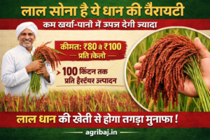 Firefly gpt image लाल सोना है ये धान की वैरायटी कम खर्चा पानी में ऊपज देगी ज्यादा जानिये इस लाल धान क 722888