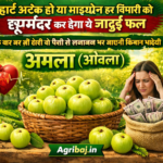 Firefly gpt image हार्ट अटैक हो या माइग्रेन हर बिमारी को छूमंतर कर देगा ये जादुई फल एक बार कर ली खेती 353618