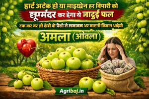 Firefly gpt image हार्ट अटैक हो या माइग्रेन हर बिमारी को छूमंतर कर देगा ये जादुई फल एक बार कर ली खेती 353618