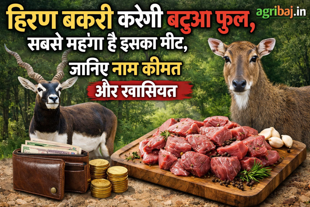 हिरण बकरी करेगी बटुआ फुल, सबसे महंगा है इसका मीट, जानिए नाम कीमत और खासियत 2 हिरण बकरी