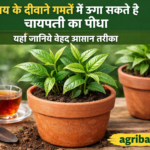चाय के दीवाने गमलें में ऊगा सकते है चायपत्ती का पौधा, यहाँ जानिये बेहद आसान तरीका