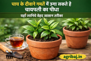 चाय के दीवाने गमलें में ऊगा सकते है चायपत्ती का पौधा, यहाँ जानिये बेहद आसान तरीका