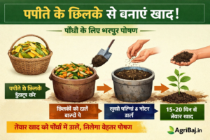 Firefly पपीते के छिलके से बड़ी आसानी से बनती है खाद पौधो को मिलता है पोषण जानिये पपीते के छि 461914