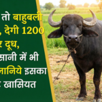 then raise a Bahubali buffalo