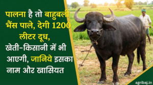 then raise a Bahubali buffalo