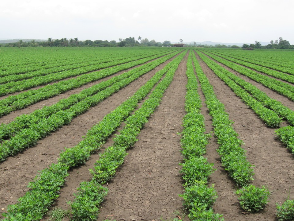 जैविक खेती क्या है? Step by Step पूरी जानकारी 15 Image