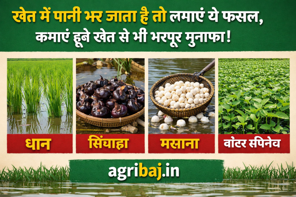 खेत में पानी भर जाता है तो लगाएं ये फसल, कमाएं डूबे खेत से भी भरपूर मुनाफा! 2 454732