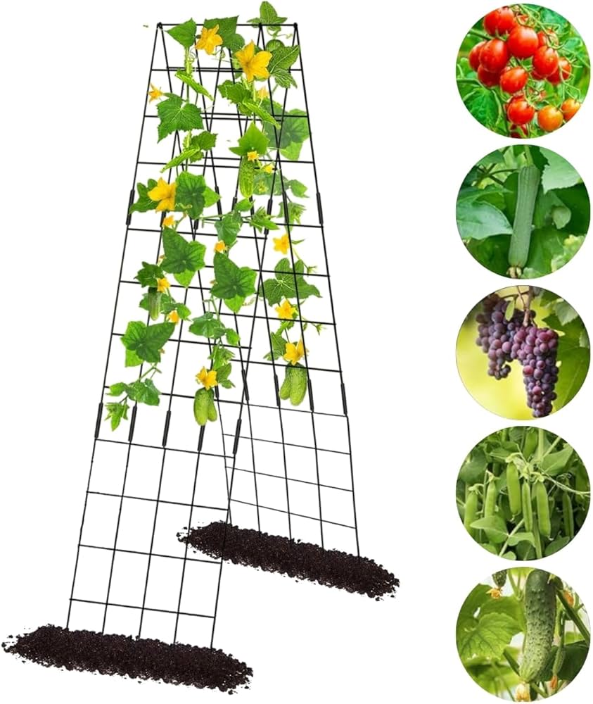 तोरी  की खेती