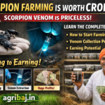 Scorpion farming