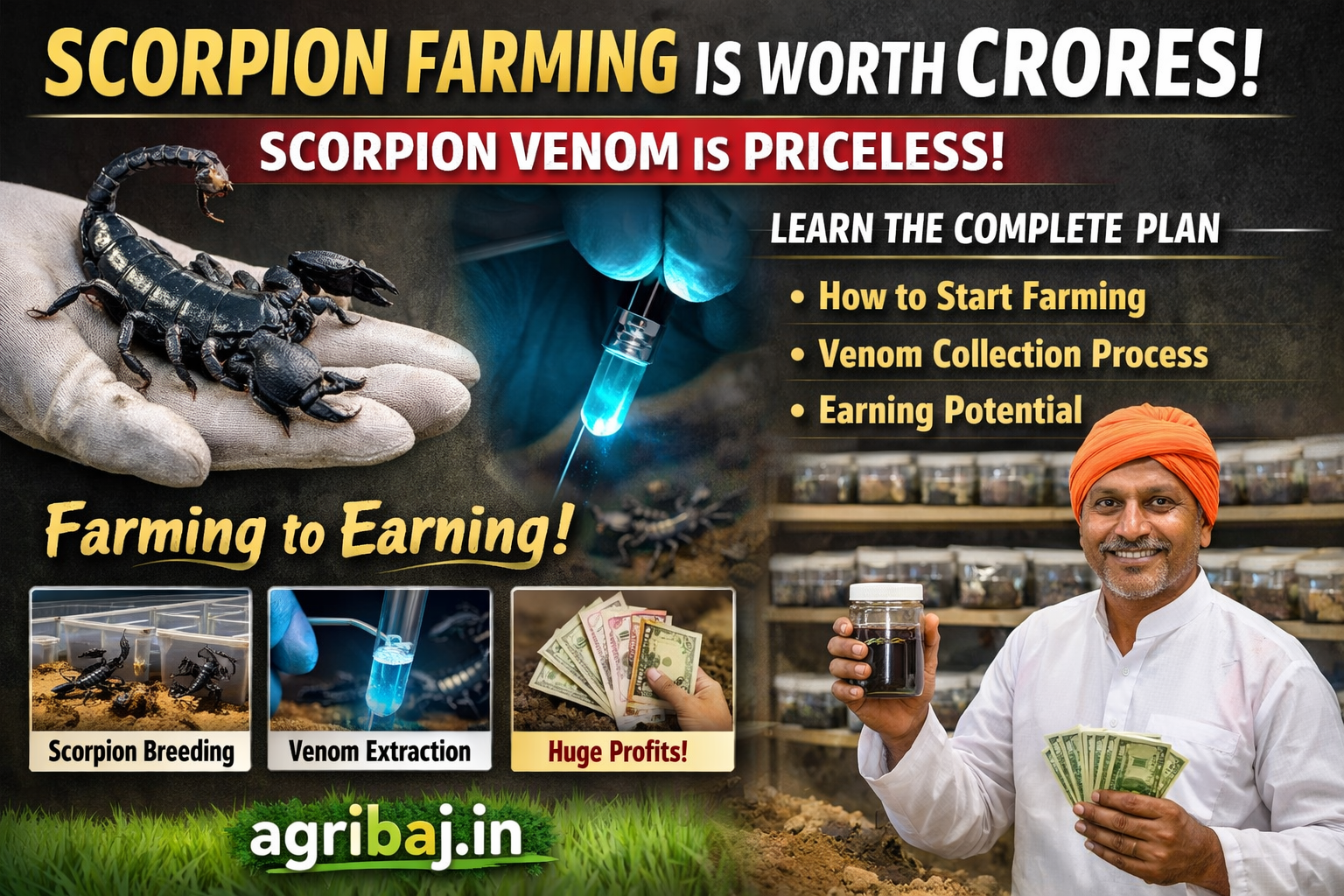Scorpion farming