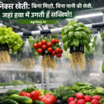 एरोपोनिक्स खेती