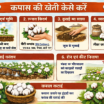 कपास की खेती कैसे करें