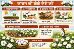 कपास की खेती कैसे करें