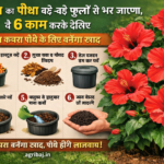 These 6 easy tips will fill your hibiscus plant with big flowers