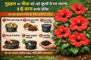 These 6 easy tips will fill your hibiscus plant with big flowers