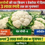 फूलगोभी