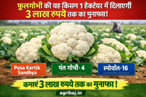 फूलगोभी