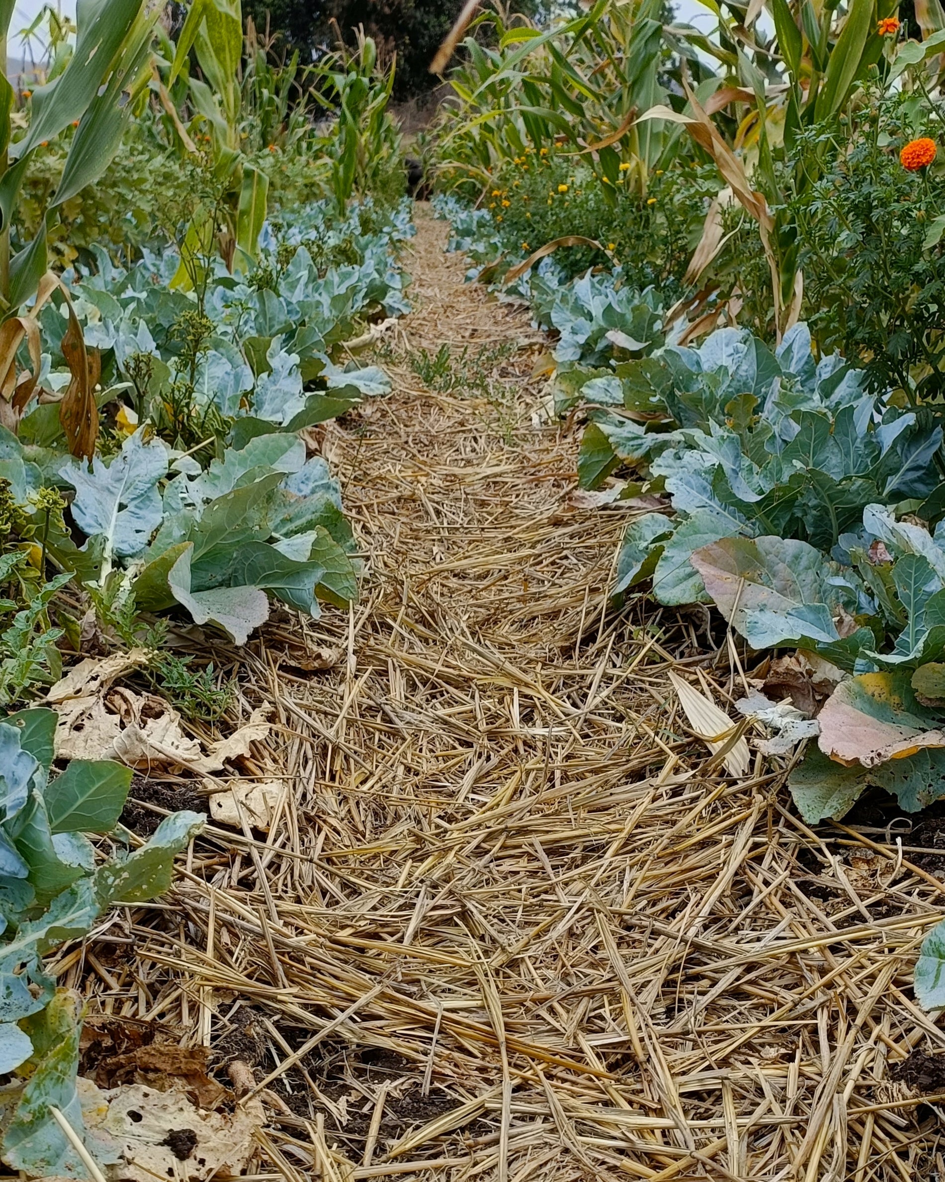 जैविक खेती क्या है? Step by Step पूरी जानकारी 24 Image