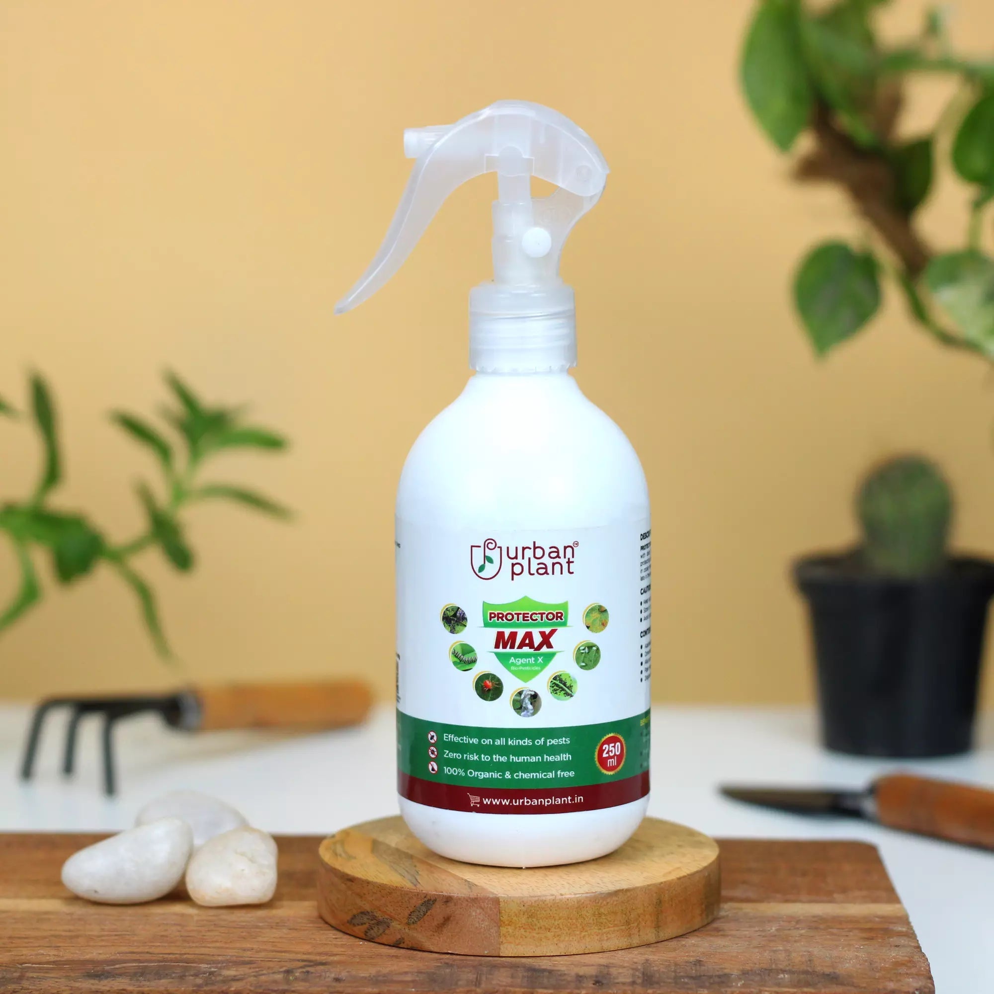 तोरी  की खेती