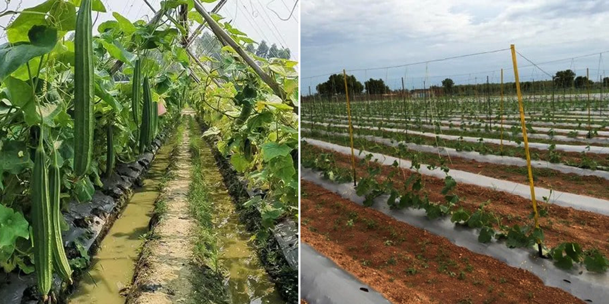 तोरी  की खेती