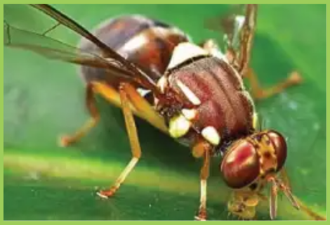 तोरी  की खेती