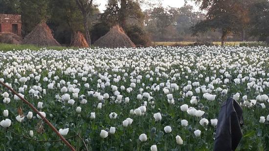 अफीम की खेती कैसे करें? Step by Step पूरी जानकारी 4 Image