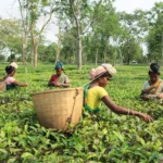 tea cultivation