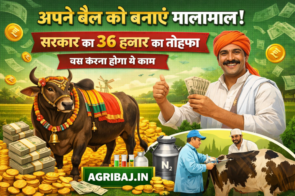 किसानों की लगी लॉटरी: बैल के लिए 36 हजार रुपये दे रही सरकार, जानिए 90% सब्सिडी का कैसे उठाएं फायदा CLICK BAIT HEA LINE
