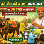 किसानों के लिए खुशखबरी: गेहूं पर 150 रुपये का तगड़ा बोनस, 10 मार्च से शुरू होगी MSP खरीदी, जानिए आपके राज्य का नया भाव