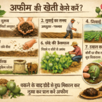 अफीम की खेती कैसे करें
