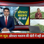 ओएस्टर मशरूम की खेती