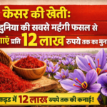 केसर की खेती
