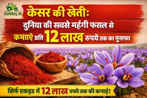 केसर की खेती