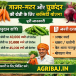 गाजर-मटर और चुकंदर की खेती