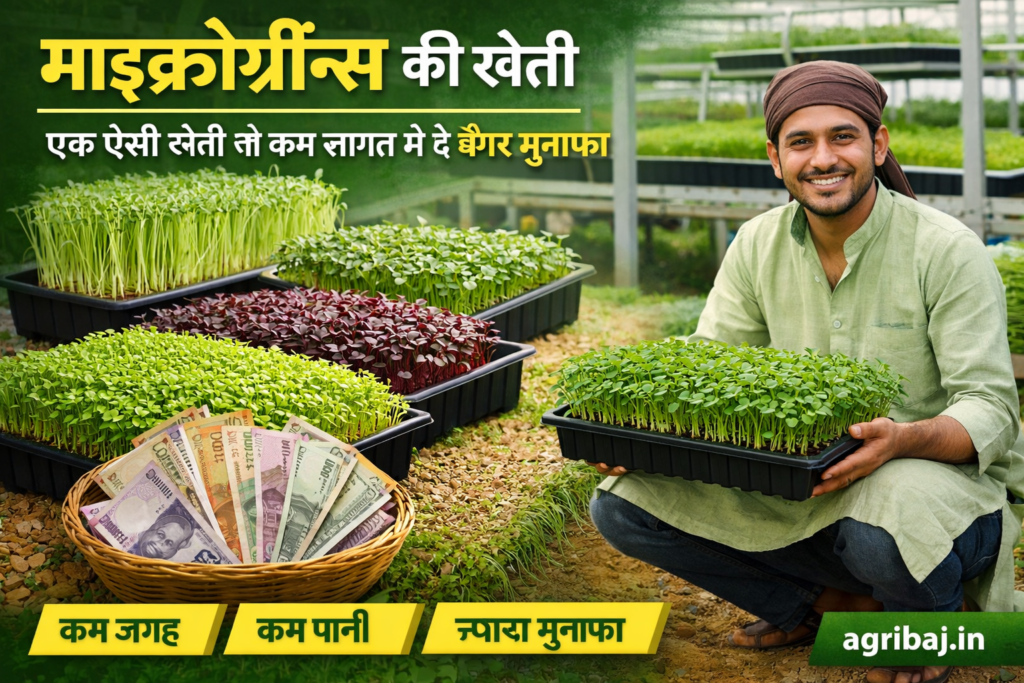 माइक्रोग्रीन्स की खेती