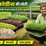 माइक्रोग्रीन्स की खेती