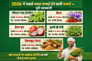 सबसे ज्यादा कमाई देने वाली फसलें