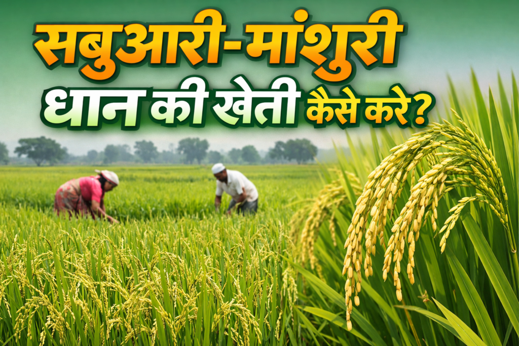 सबुआरी–मांशुरी धान की खेती कैसे करें