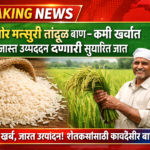 सबौर मन्सुरी तांदूळ वाण – कमी खर्चात जास्त उत्पादन देणारी सुधारित जात